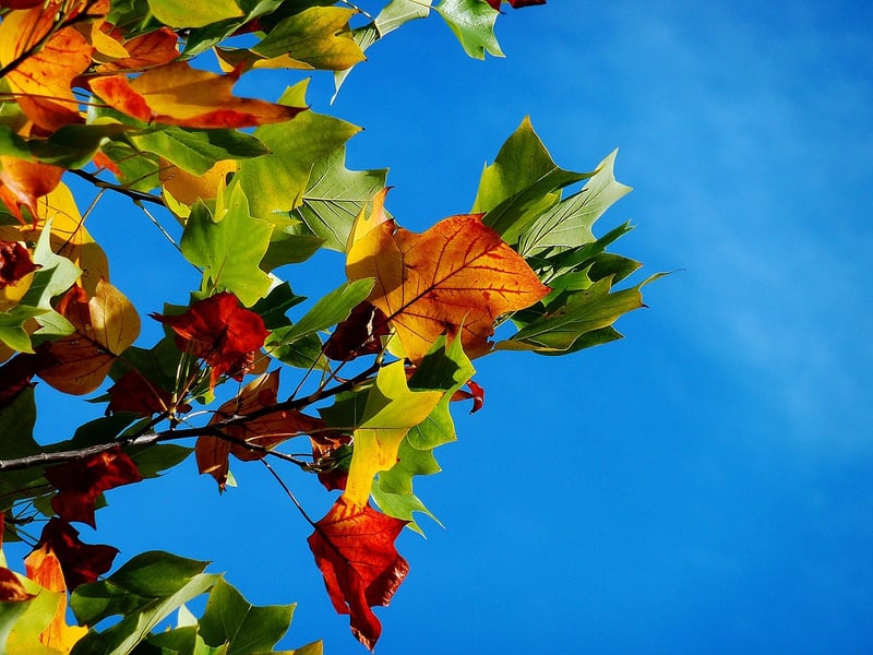 Seasonal Colors